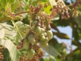 /album/photogallery/cashew-nuts-growing-at-brufoot-jpg/